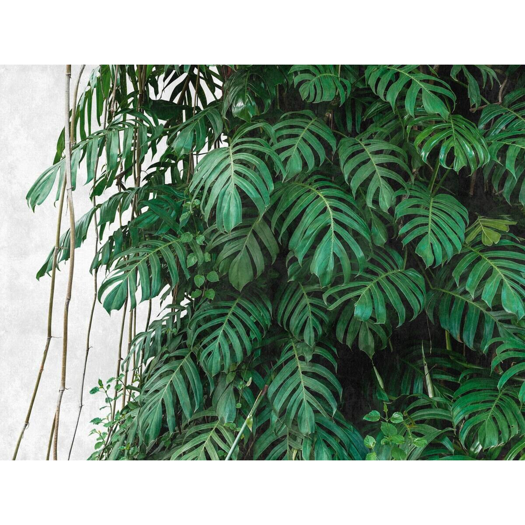 Livingwalls Fototapete
Dschungel grün grau B/L: ca. 280×371 cm