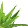 Steppbett Aloe Vera – Bild 2
