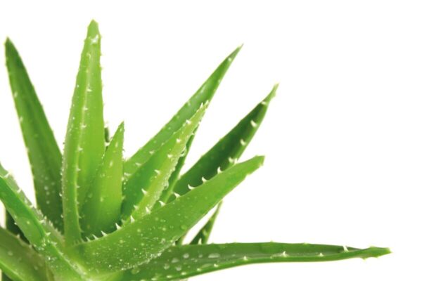 Steppbett Aloe Vera – Bild 2