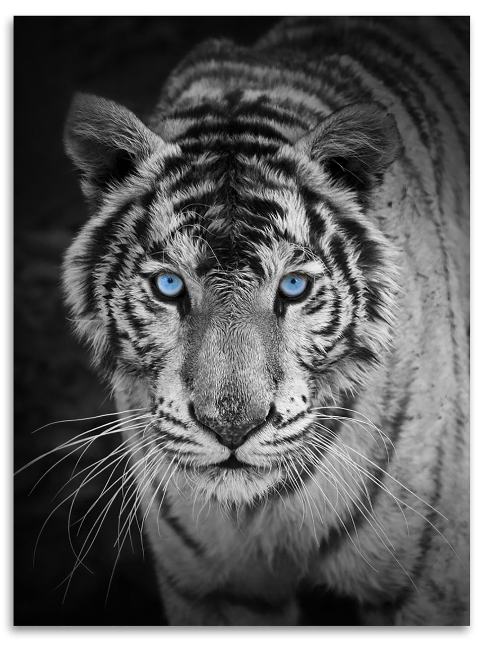Kinzler Flanell Wohndecke Tiger