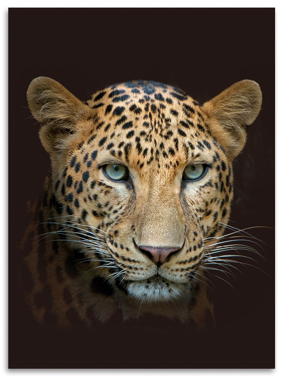 Kinzler Flanell Wohndecke Leopard