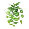 Kunstpflanze Pothos grün Kunststoff B/T/L: ca. 37x35x50 cm