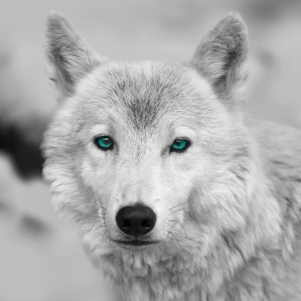 Bönninghoff Keilrahmenbild Wolf B/L: ca. 35x35 cm