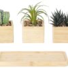 Deko-Pflanze natur Bambus B/H/L: ca. 11x20x29 cm – Bild 2