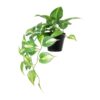 Kunstpflanze Pothos grün Kunststoff B/T/L: ca. 37x35x50 cm – Bild 2
