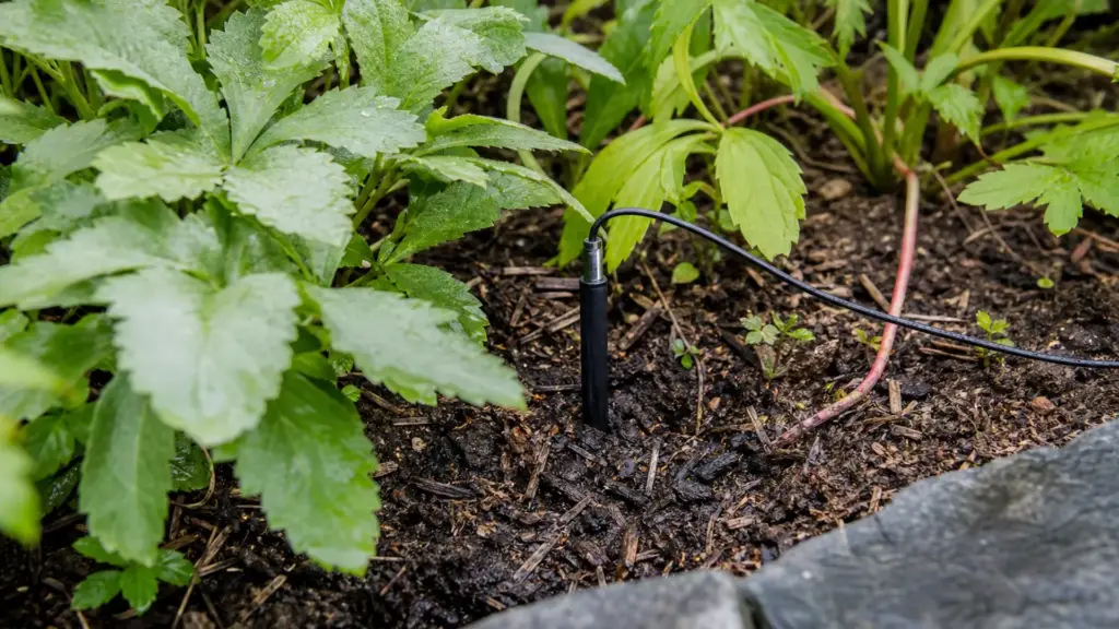 Bodenfeuchtesensor steckt im Beet zwischen Pflanzen, das Kabel führt seitlich weg