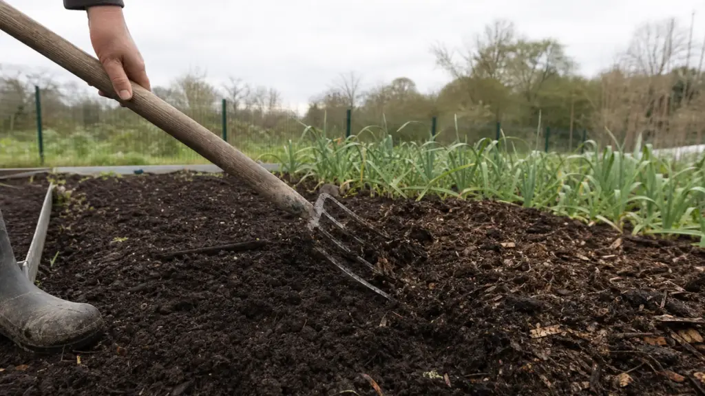 Reifer dunkler Kompost wird mit einer Grabegabel flach in ein Gartenbeet eingearbeitet