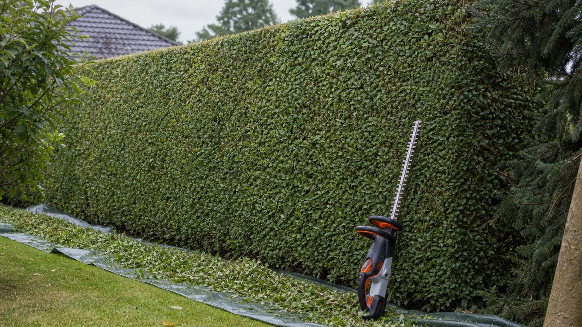 Frisch geschnittene Hecke in Trapezform, unten breiter als oben, mit der Heckenschere daneben