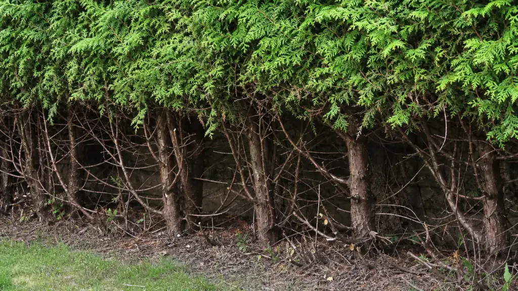 Hecke mit dichtem oberen Bereich und kahlen, verholzten Zweigen am Fuß